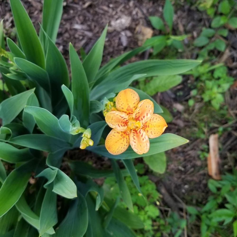 Photo of Species Iris (Iris domestica 'Freckle Face') uploaded by jillfm