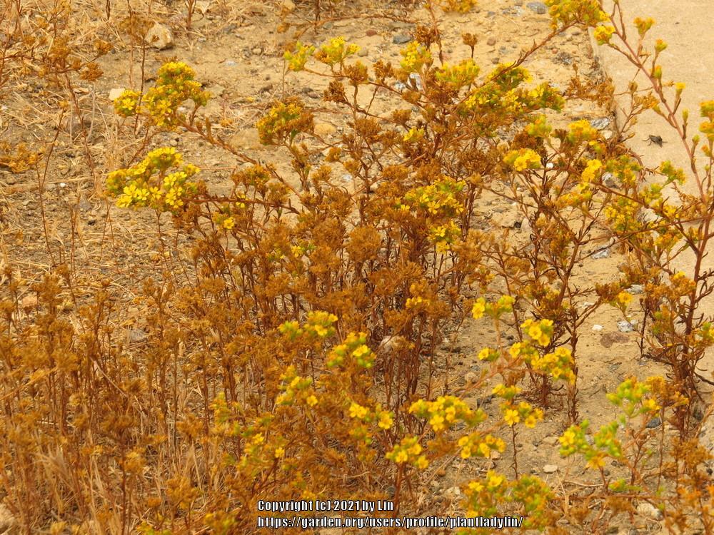 Photo of Clustered Tarweed (Deinandra fasciculata) uploaded by plantladylin