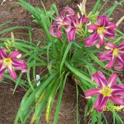 Location: My garden in northeast Texas
Date: 2020-05-26
New plant with beautiful blooms last year, no scapes this year