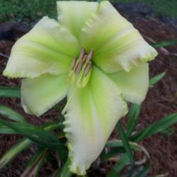 Location: My garden in northeast Texas
Date: 2021-07-12
Beautiful flower, new plant this year