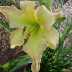 Location: My garden in northeast Texas
Date: 2021-06-24
Big and Beautiful