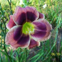 Location: My garden in northeast Texas
Date: 2020-06-19
One of our best small flowered daylilies