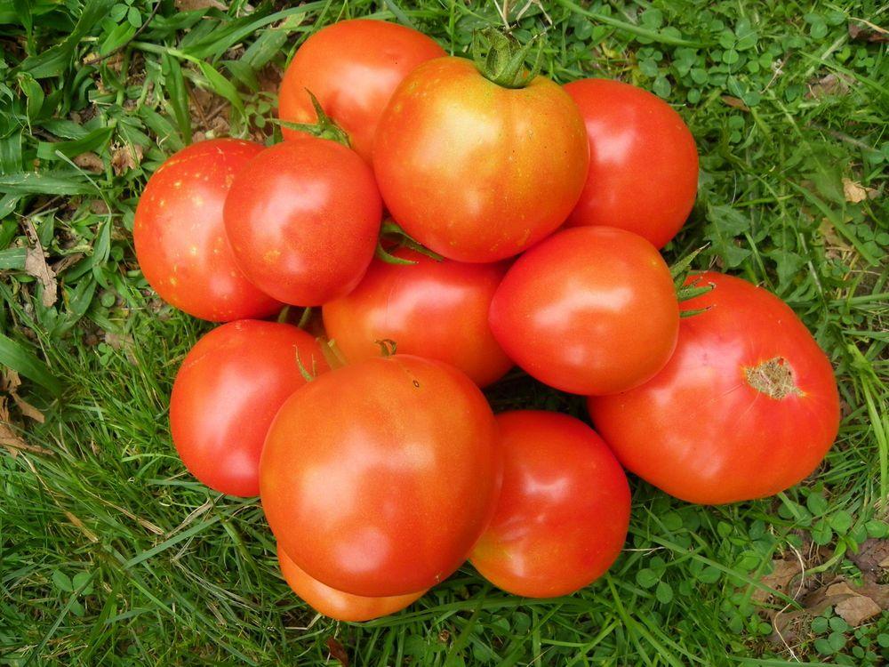 Photo of Tomato (Solanum lycopersicum 'Bush Champion II F1') uploaded by Newyorkrita
