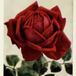 
Date: c. 1911
photo by T. Ernest Waltham from H. R. Darlington's book, 'Roses',