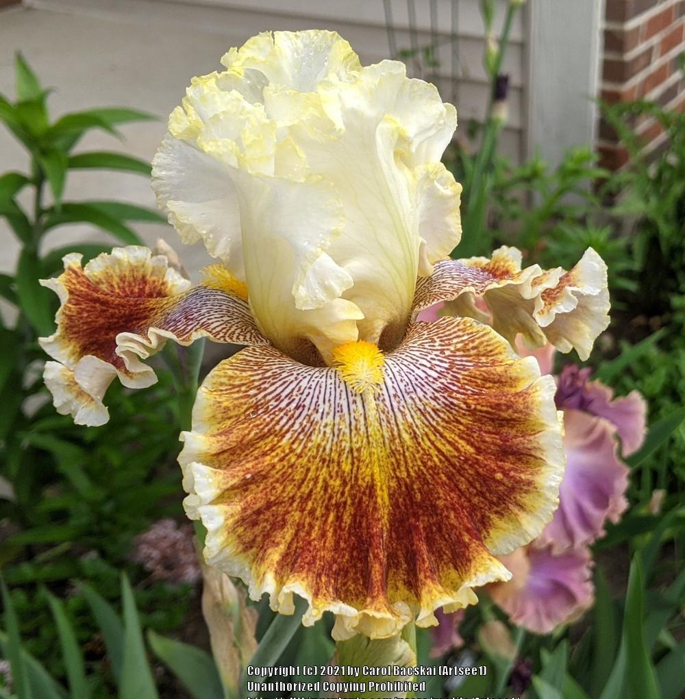 Photo of Tall Bearded Iris (Iris 'Wonders Never Cease') uploaded by Artsee1