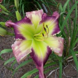 Location: My garden in northeast Texas
Date: 2021-06-12
Brand new, very nice, good grower