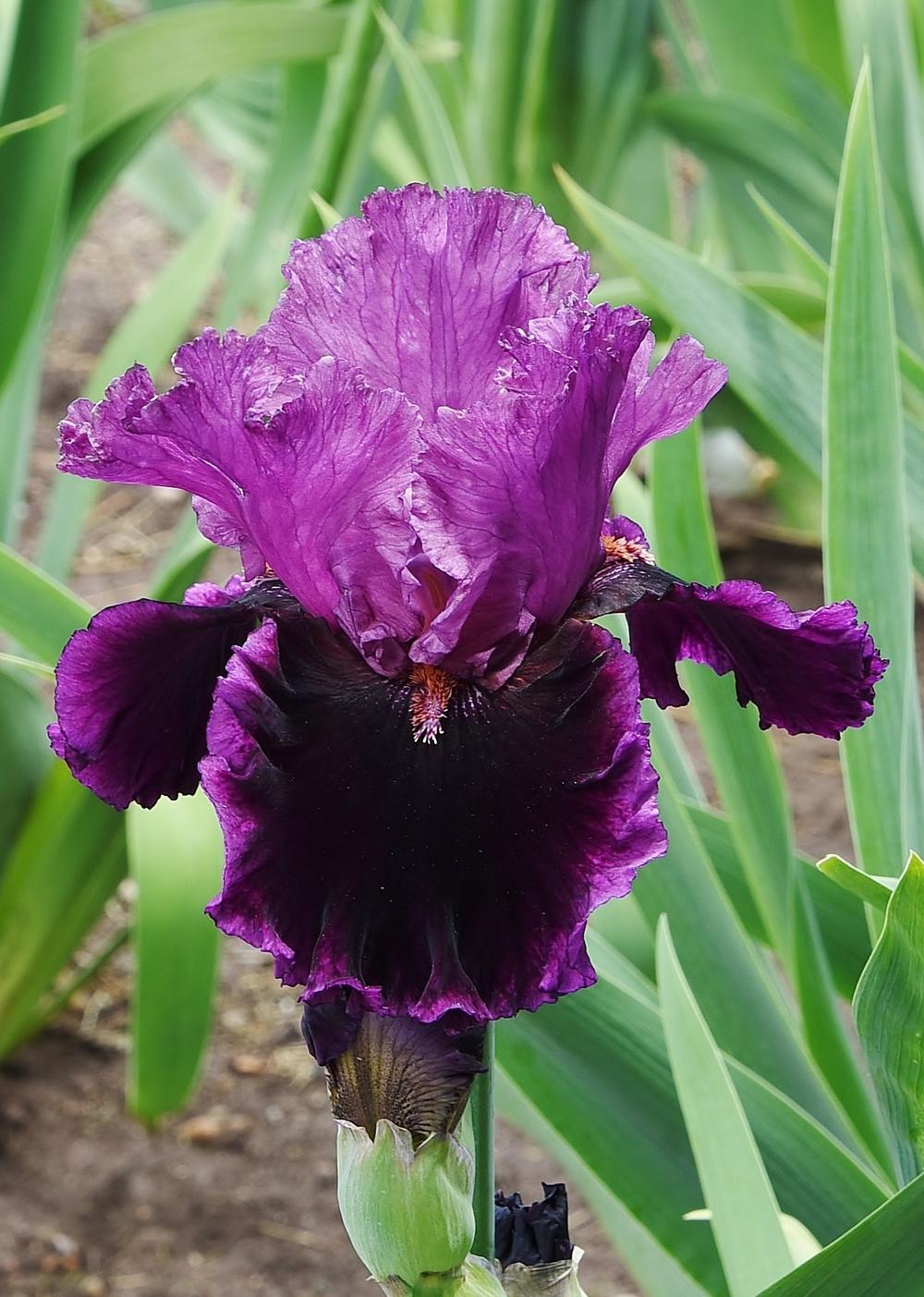 Photo of Tall Bearded Iris (Iris 'Accessible') uploaded by Polka45