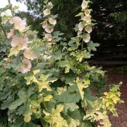 Location: Ontario, Canada
Date: 2021-07-17
Flowers are pale yellow aging to pink on this variegated plant