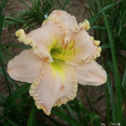 Location: My garden in northeast Texas
Date: 2021-06-25
One of the few really frilly edged daylilies grown here