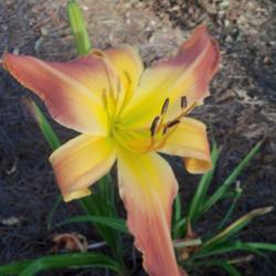 Location: My garden in northeast Texas
Date: 2021-07-17
Planted just a few months, already producing lovely blooms