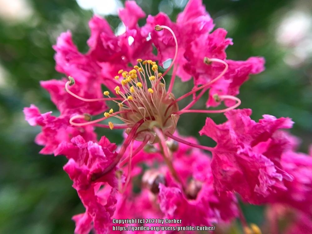 Photo of Crepe Myrtles (Lagerstroemia) uploaded by Corber