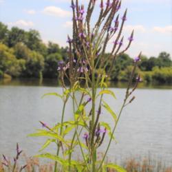 Location: Lake Strubel in southeast Pennsylvania
Date: 2015-08-07
full-grown plant in bloom