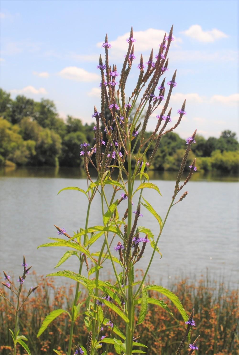 Photo of Blue Vervain (Verbena hastata) uploaded by ILPARW