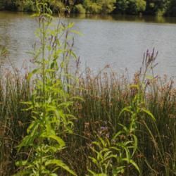 Location: Lake Strubel in southeast Pennsylvania
Date: 2015-08-07
two plants in bloom