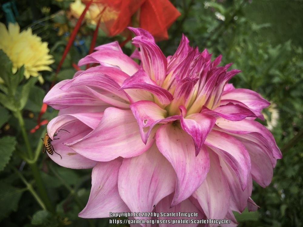 Photo of Dahlia 'Colorado Classic' uploaded by ScarletTricycle