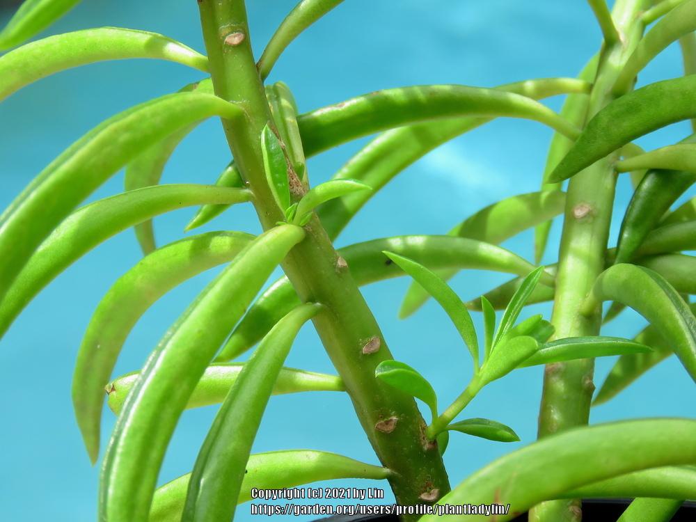 Photo of Bean Bean Plant (Peperomia ferreyrae) uploaded by plantladylin