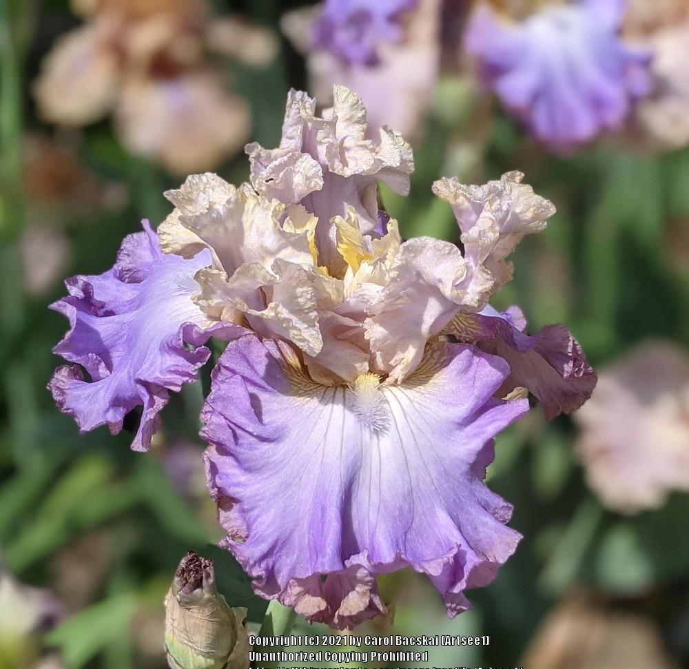 Photo of Tall Bearded Iris (Iris 'Tango to the Moonlight') uploaded by Artsee1