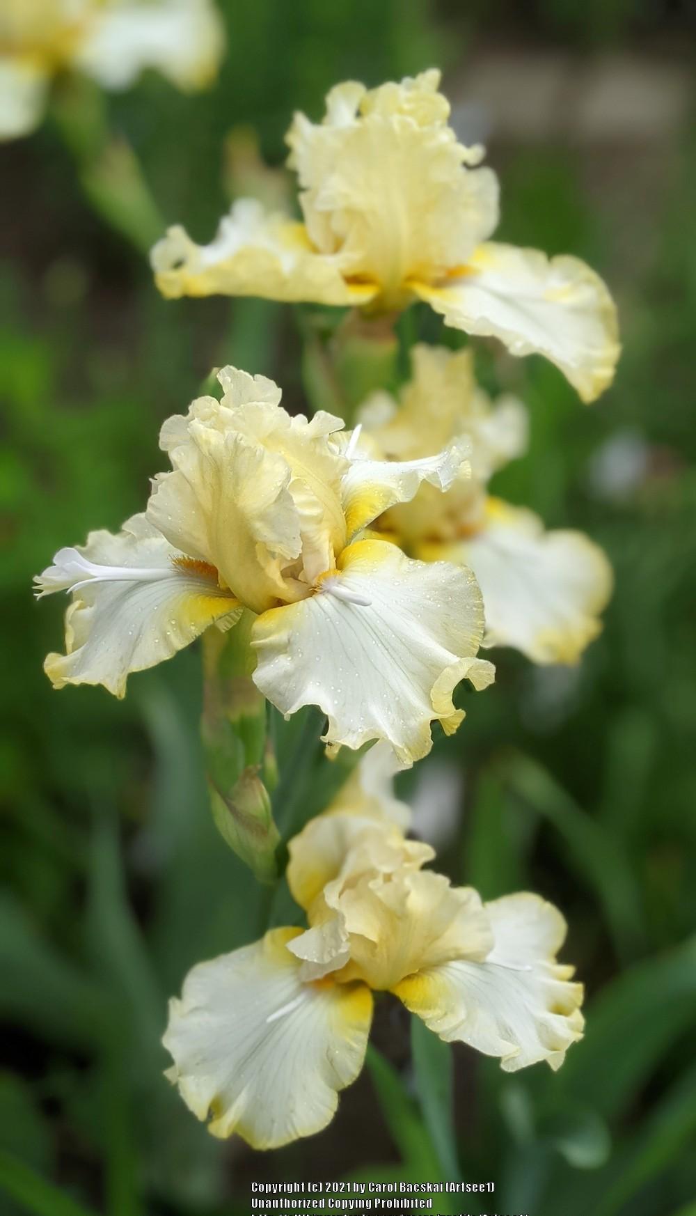 Photo of Tall Bearded Iris (Iris 'Purr Form Mints') uploaded by Artsee1