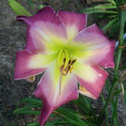 Location: My garden in northeast Texas
Date: 2021-06-23
Big, tall, strong  good color