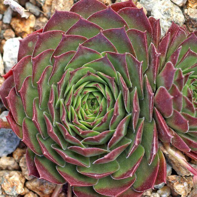Photo of Hen and Chicks (Sempervivum 'Oh My') uploaded by Joy