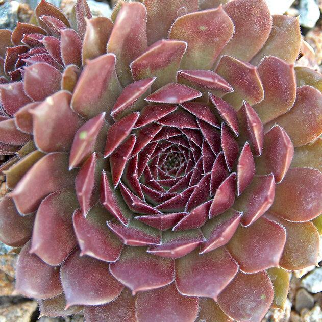 Photo of Hen and Chicks (Sempervivum 'Oh My') uploaded by Joy