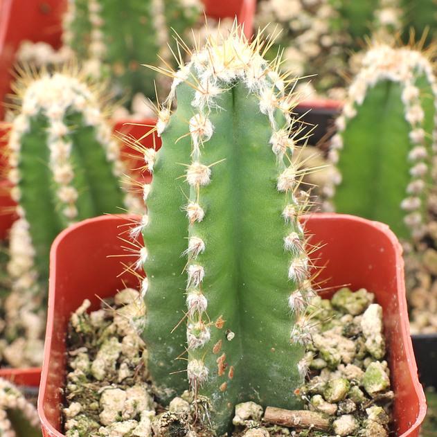 Photo of Monstrose Triangle Cactus (Acanthocereus tetragonus 'Fairy Castle') uploaded by Joy
