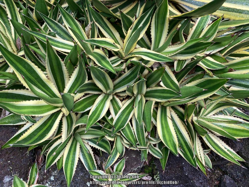 Photo of Center Stripe Agave (Agave lophantha 'Quadricolor') uploaded by OrchidBob