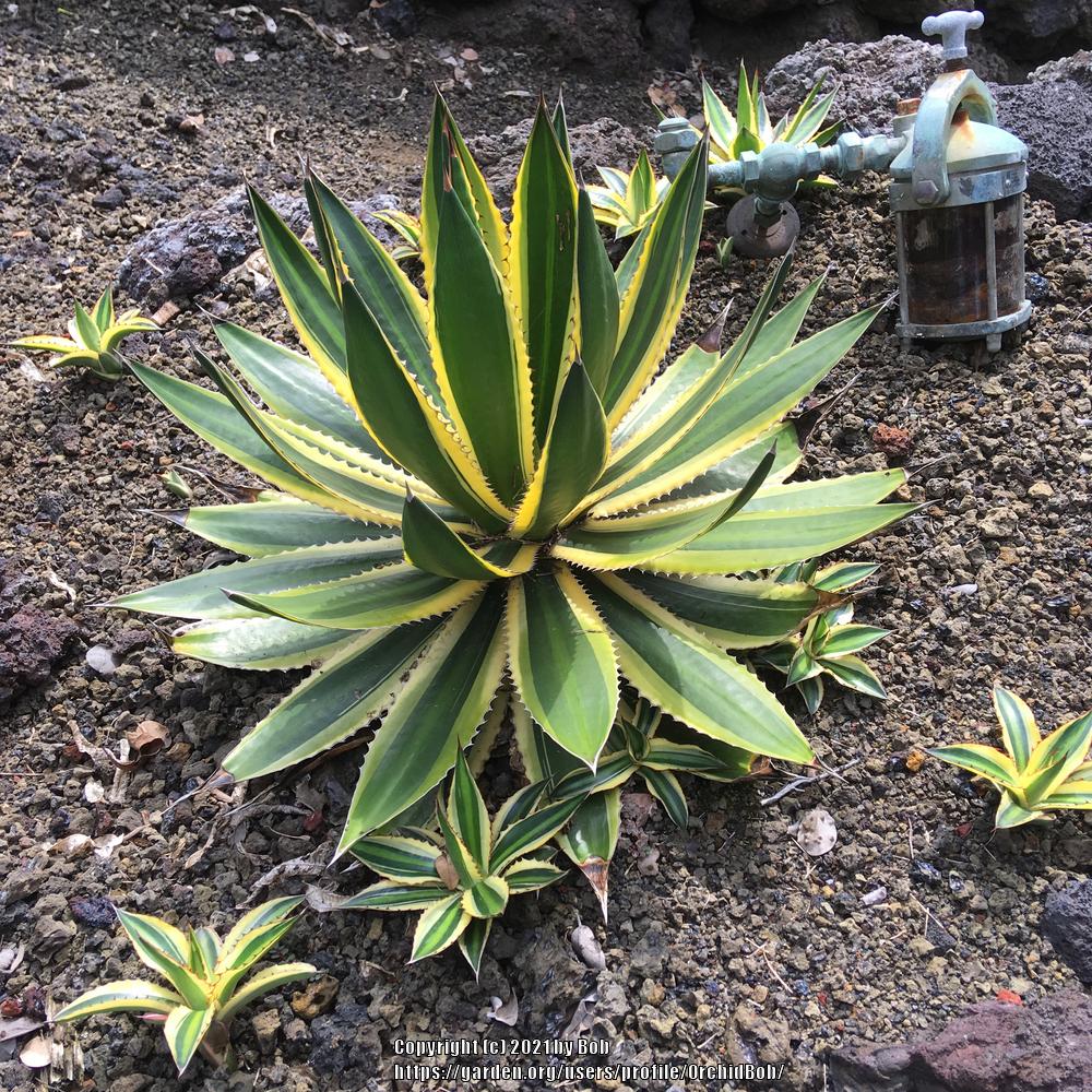 Photo of Center Stripe Agave (Agave lophantha 'Quadricolor') uploaded by OrchidBob