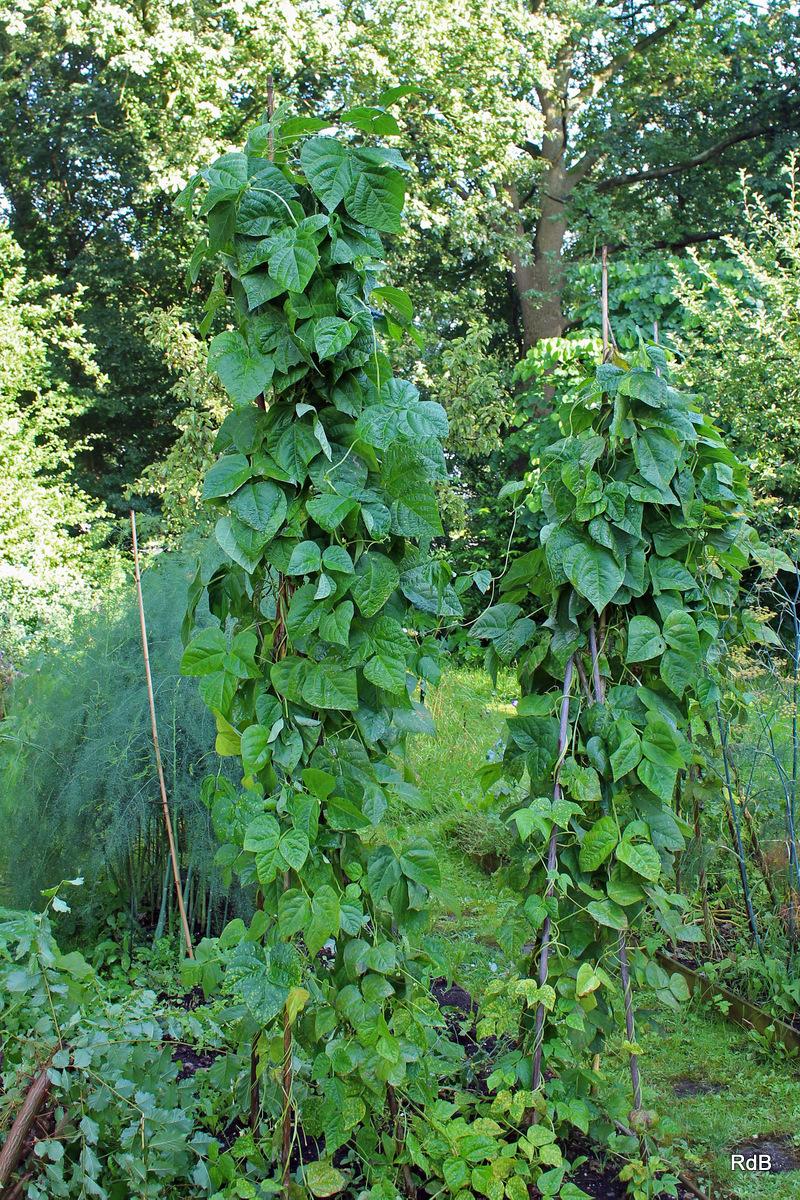 Photo of Beans (Phaseolus vulgaris) uploaded by RuuddeBlock