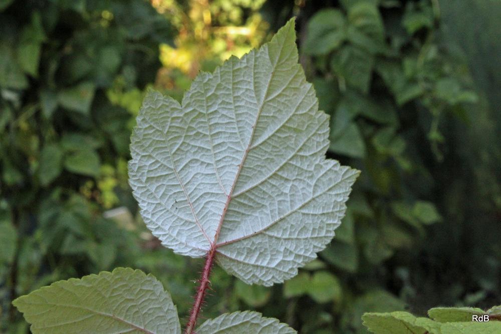 Photo of Wine Raspberry (Rubus phoenicolasius) uploaded by RuuddeBlock