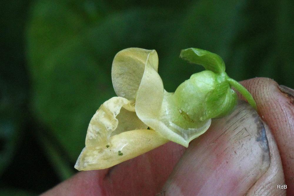 Photo of Beans (Phaseolus vulgaris) uploaded by RuuddeBlock