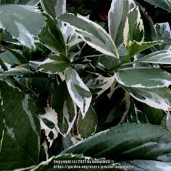Location: My garden
Date: 2021
Variegated leaf hydrangea