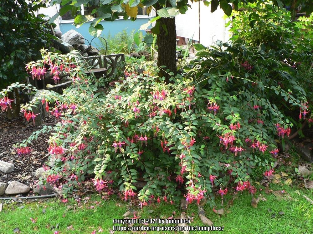 Photo of Fuchsias (Fuchsia) uploaded by bumplbea