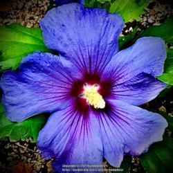 Location: My garden
Date: 2021-08-07
Hibiscus  blue