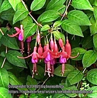 Photo of Fuchsias (Fuchsia) uploaded by bumplbea