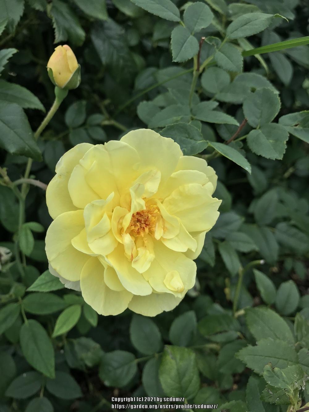 Photo of Rose (Rosa 'Charles Darwin') uploaded by sedumzz