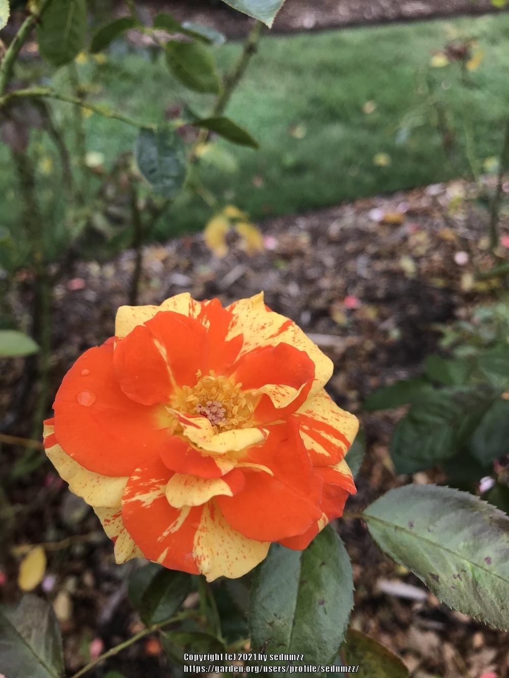 Photo of Rose (Rosa 'Oranges 'n' Lemons') uploaded by sedumzz