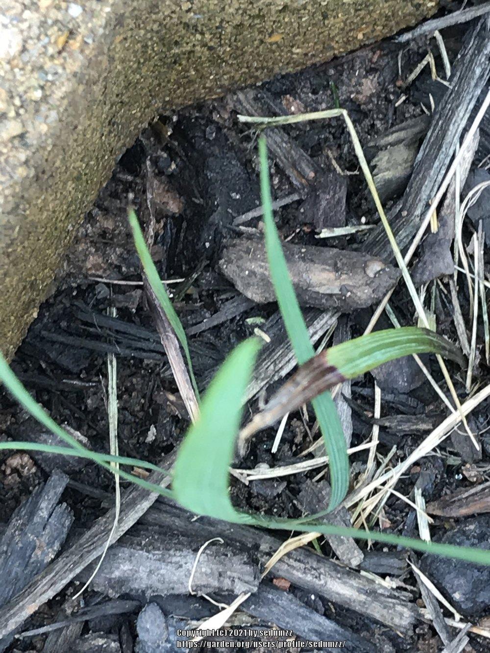 Photo of Eastern Blue-Eyed Grass (Sisyrinchium atlanticum) uploaded by sedumzz