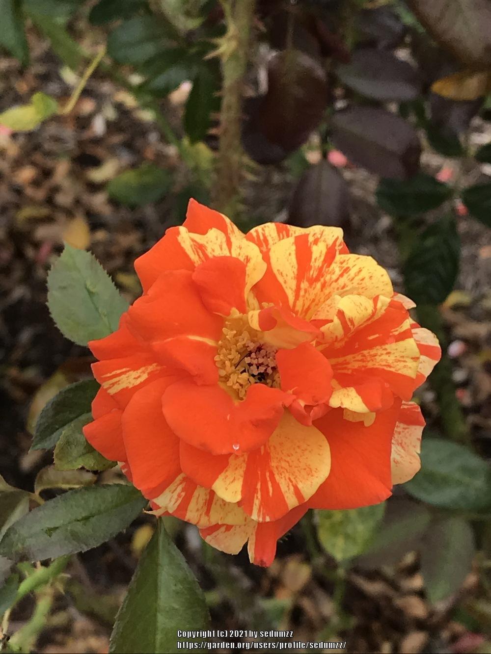 Photo of Rose (Rosa 'Oranges 'n' Lemons') uploaded by sedumzz