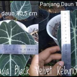 Location: Denpasar Bali Indonesia.
Date: 2021-08-12
Leaf measurements