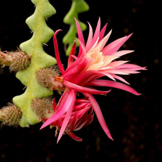 Photo of Zig-Zag Cactus (Selenicereus anthonyanus) uploaded by Joy