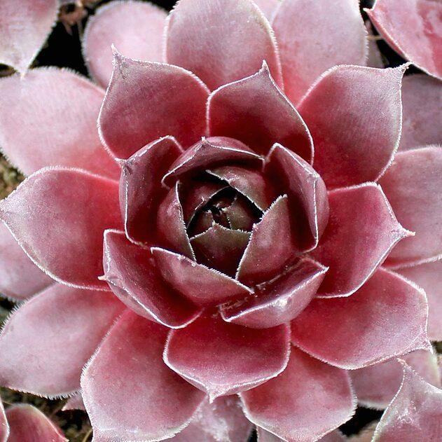 Photo of Hen and Chicks (Sempervivum 'Red Heart') uploaded by Joy