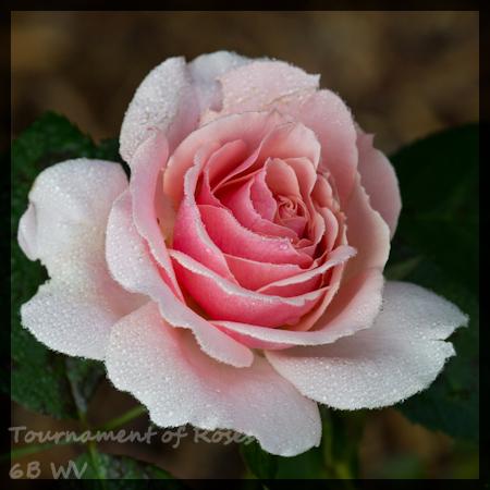 Photo of Rose (Rosa 'Tournament of Roses') uploaded by MichelleB675