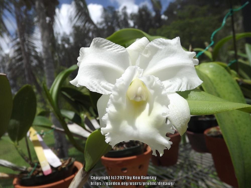 Photo of Orchid (Cattleya White Reception 'NN') uploaded by drdawg