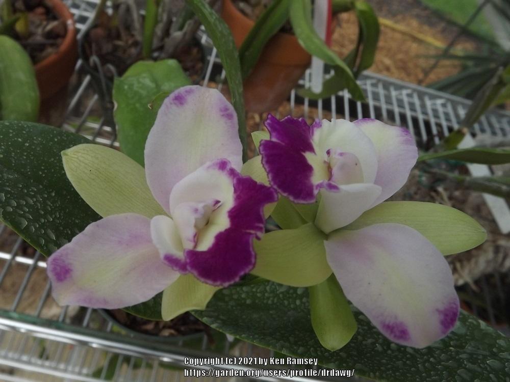 Photo of Orchid (Rhyncholaeliocattleya Yen Corona 'Green Genie') uploaded by drdawg