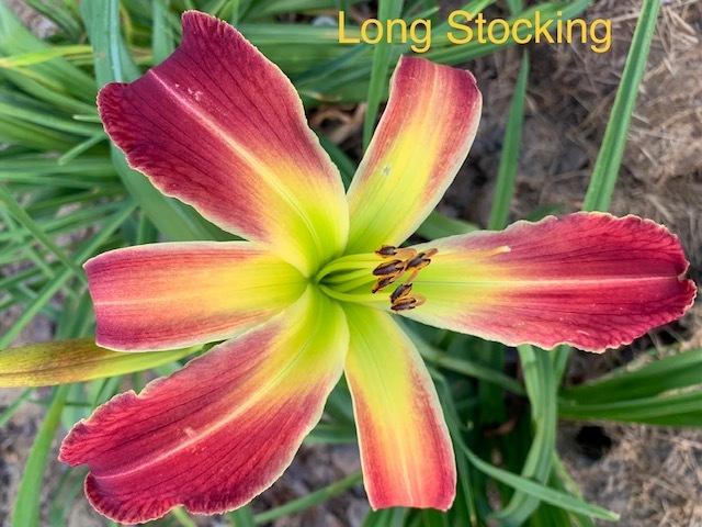 Photo of Daylily (Hemerocallis 'Long Stocking') uploaded by jkporter