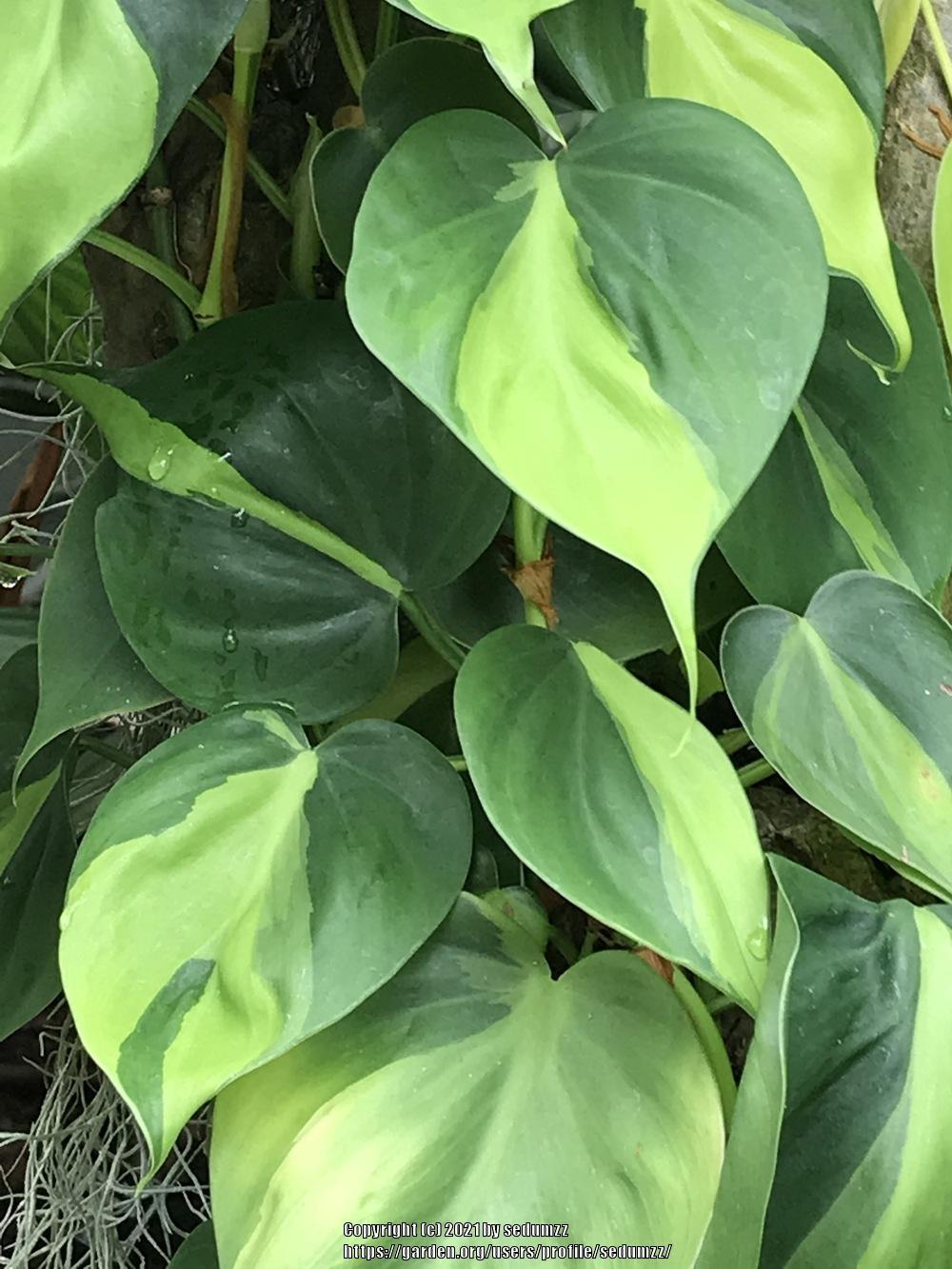 Photo of Philodendron (Philodendron hederaceum var. oxycardium 'Brasil') uploaded by sedumzz