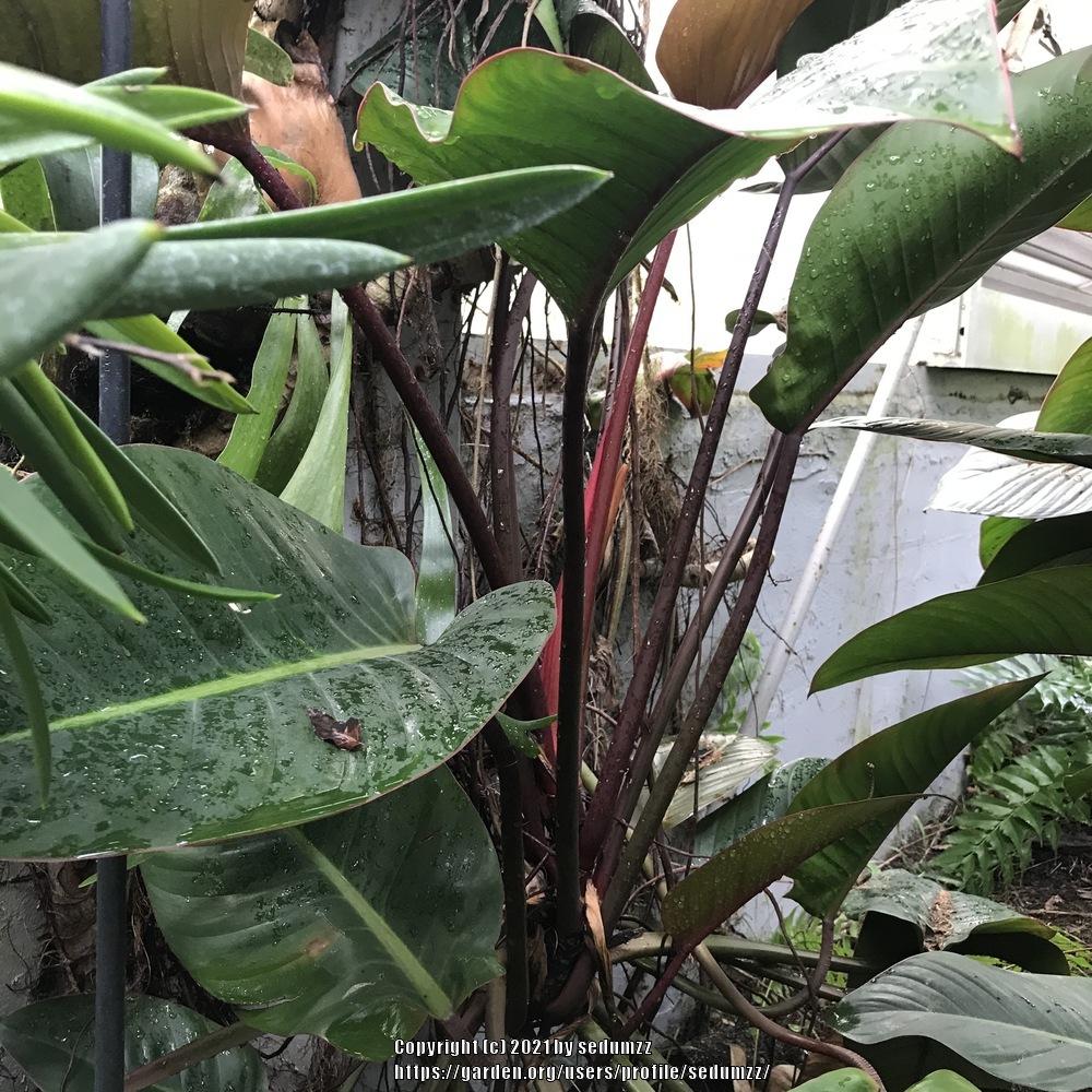 Photo of Philodendron 'Rojo Congo' uploaded by sedumzz