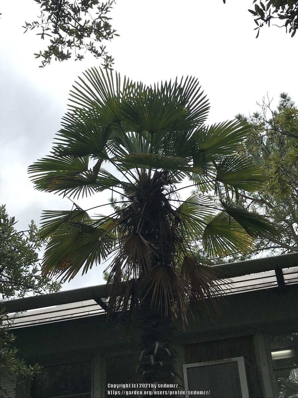 Photo of Chinese Windmill Palm (Trachycarpus fortunei) uploaded by sedumzz