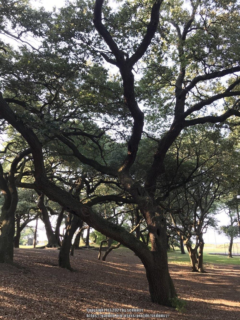 Photo of Live Oak (Quercus virginiana) uploaded by sedumzz